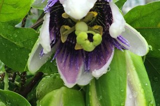 시계초 이미지 사진