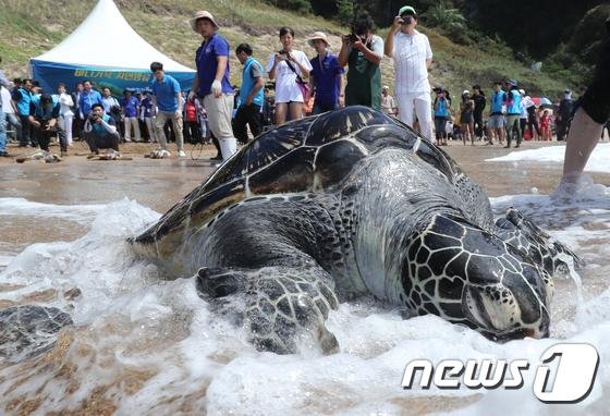 멸종위기 &#39;바다거북&#39; 제주바다에서 되살린다 - 파이낸셜뉴스