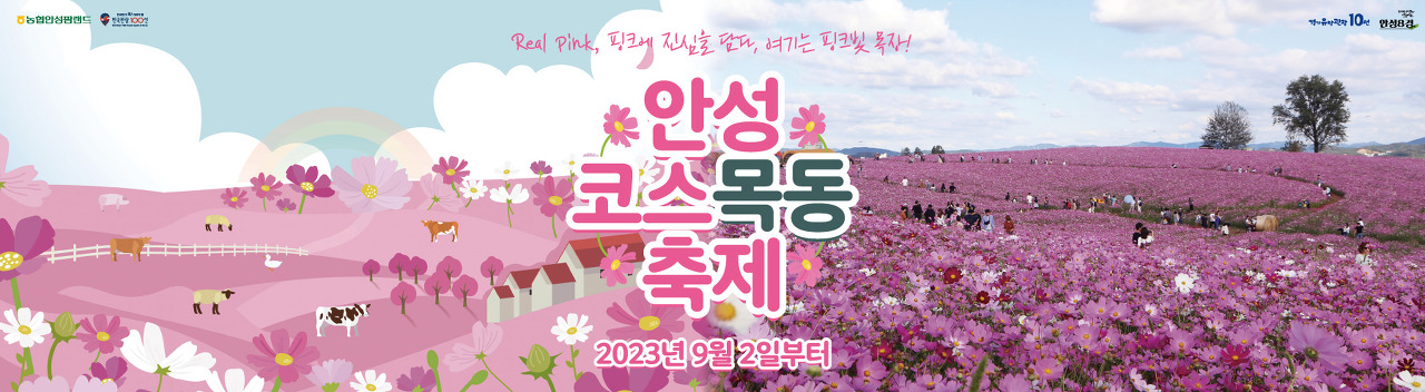 안성 코스모스 목동 축제