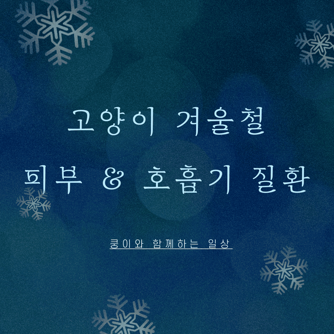 겨울철 고양이 피부 & 호흡기 질환 예방법