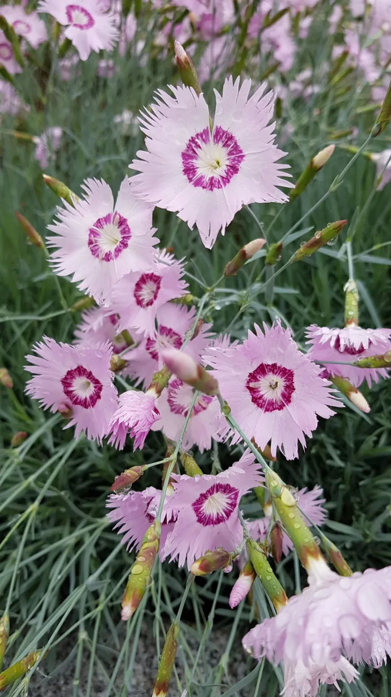 창원 비음산 야생화 페렝이꽃
