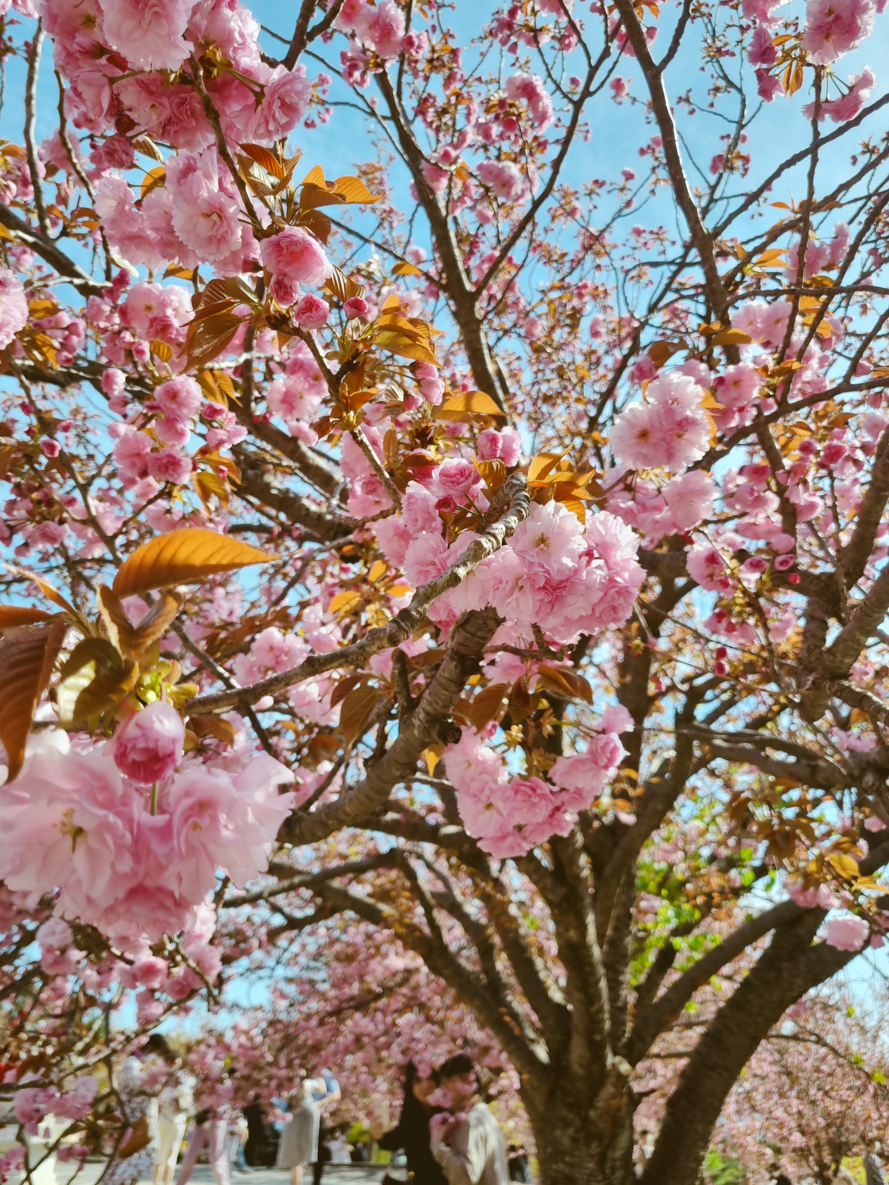 경주 불국사 겹벚꽃