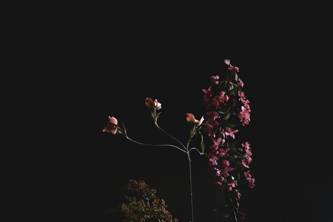Evening primrose