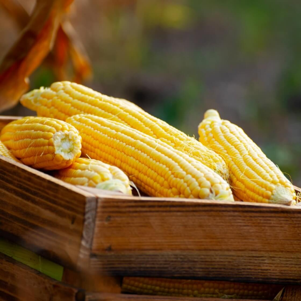 GMO 정의와 첨가된 식품들 및 정보들_썸네일