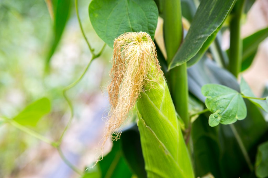 옥수수수염 옥수수수염차 효능 부작용 주의사항