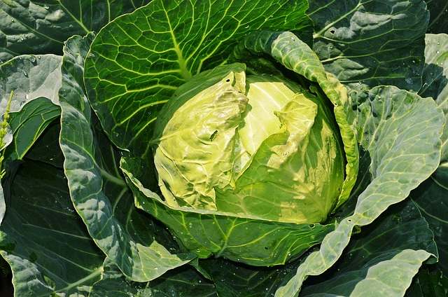 당뇨 관리식 양배추 토마토 효능 혈당 잡는 운동 필록싱바레 추천 소개