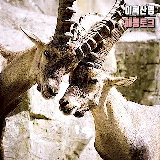 동물-사람-누군가-서로-마주-한방향-같이-보는-꿈