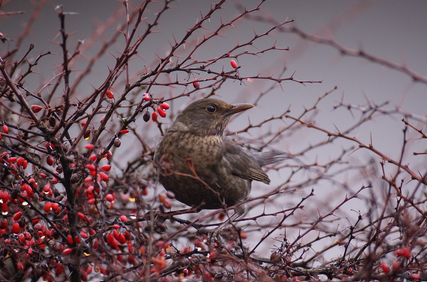 인간과 가장 친밀한 동물