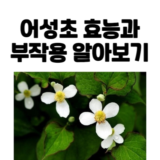 어성초 효능과 부작용