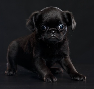 새까만 벨지안그리펀.