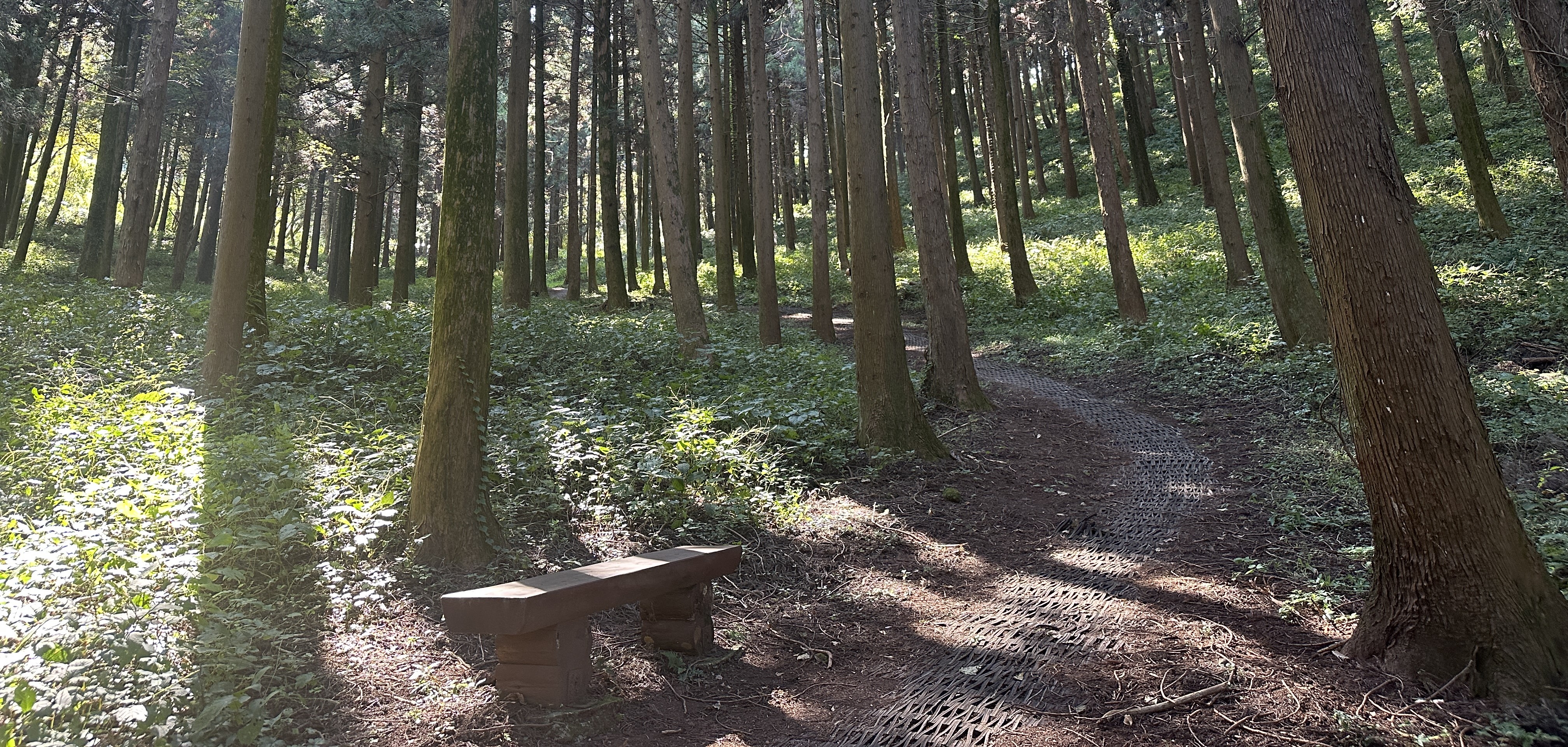 안세미 오름 탐방로