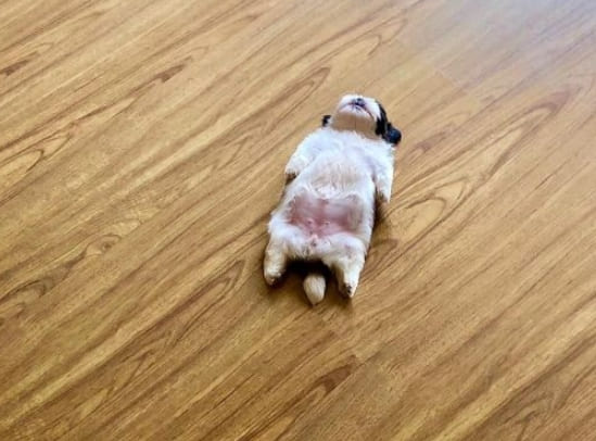 강아지들이 바닥에 대자로 쭉 뻗은 이유 Dogs lying with their legs stretched out on the floor...Why?