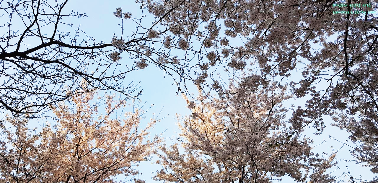 중랑천벚꽃길