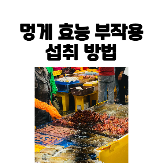멍게 효능 부작용 섭취 방법