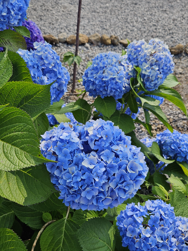 수국 [산성토양]=푸른색 꽃