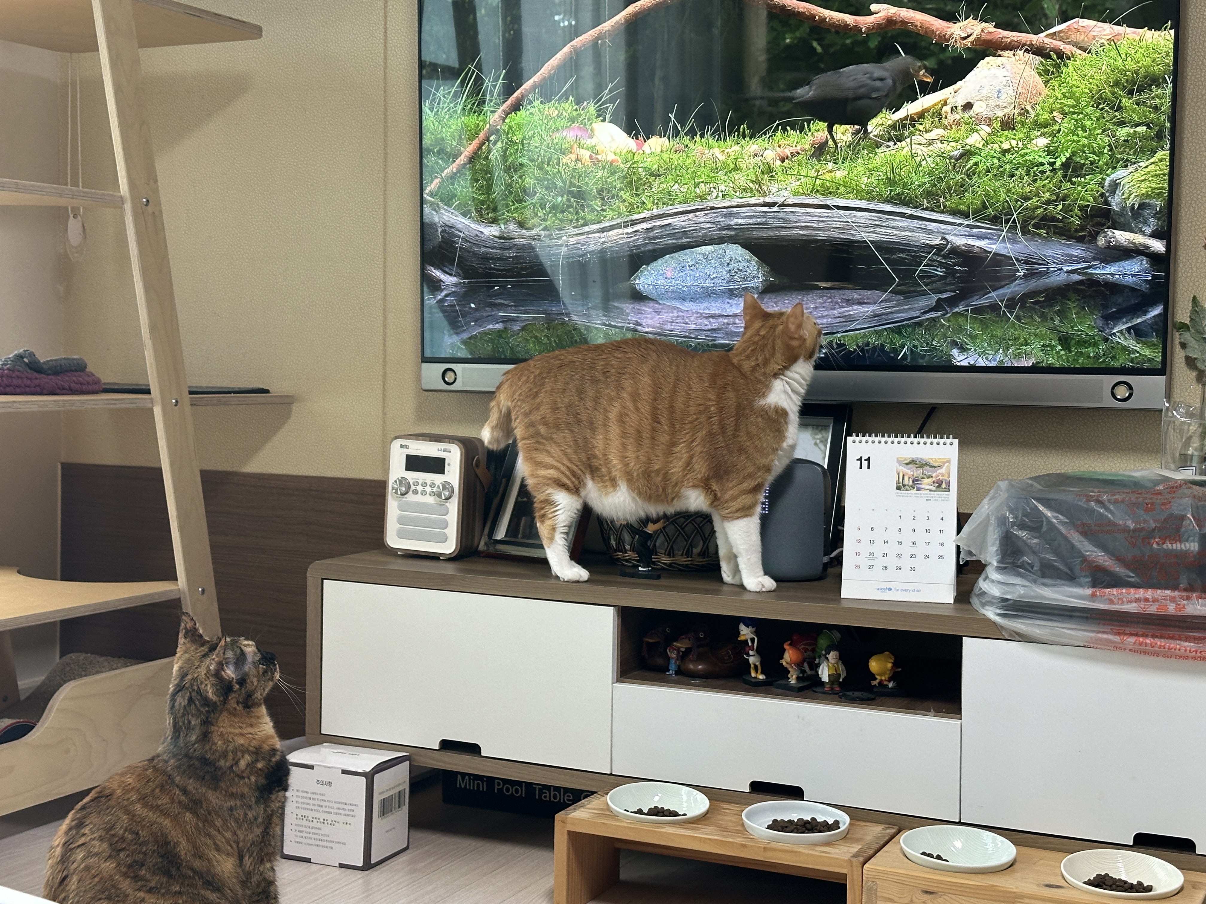 TV선반_위에_올라가서_영상_보는_호야