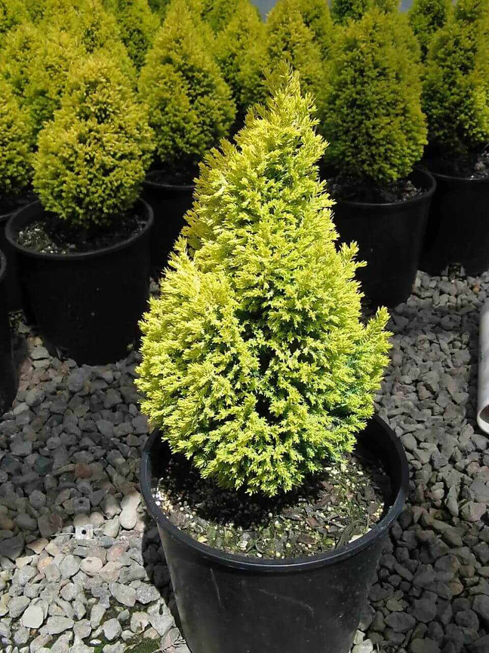 처음 시작하는 가드닝, 키우기 쉬운 정원수 BEST 10