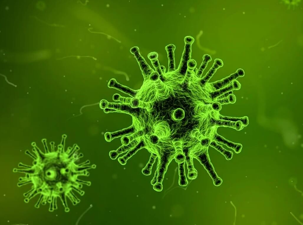 바이러스세포사진