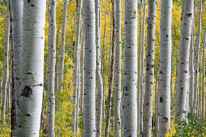 화담숲 예약하기 (2025년 봄시즌 입장권)