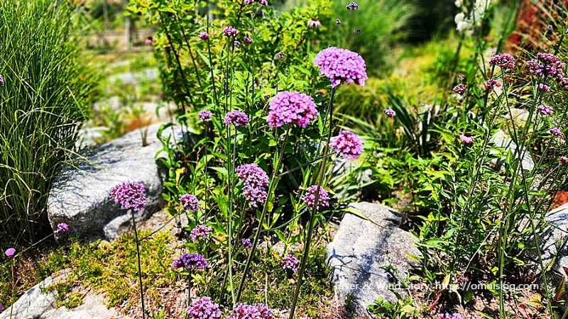 버들마편초, 영명 Willow dandelion flowers, 학명 Polygonum hydropiper L.
