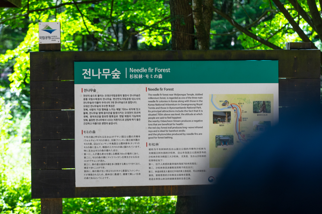 오대산 월정사 전나무숲길