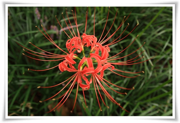&quot;상사화&quot; 이루어질 수 없는 사랑의 꽃, 그 아름다움과 가치!