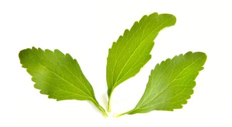 스테비아 이파리