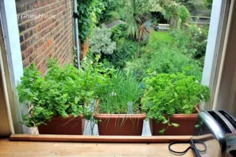 주방 허브 키우기 물주기 수확관리 세척보관 어르신도 간단 실천_6