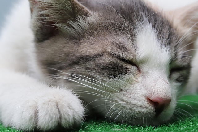 고양이 중성화 수술 전 필수 체크포인트 10가지 (공복&middot;검사&middot;비용 팁)