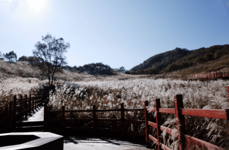 포천 억새축제 산정호수 둘레길 안내판과 억새밭&middot;불빛축제 야경 전경