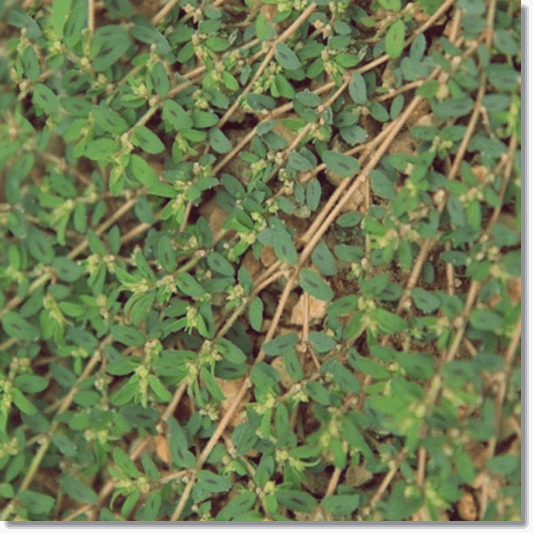 비단 풀 효능 및 주요 성분, 활용법과 주의점