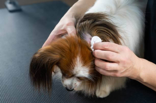 강아지 귀지 색깔로 보는 건강 신호, 그냥 지나치지 마세요!
