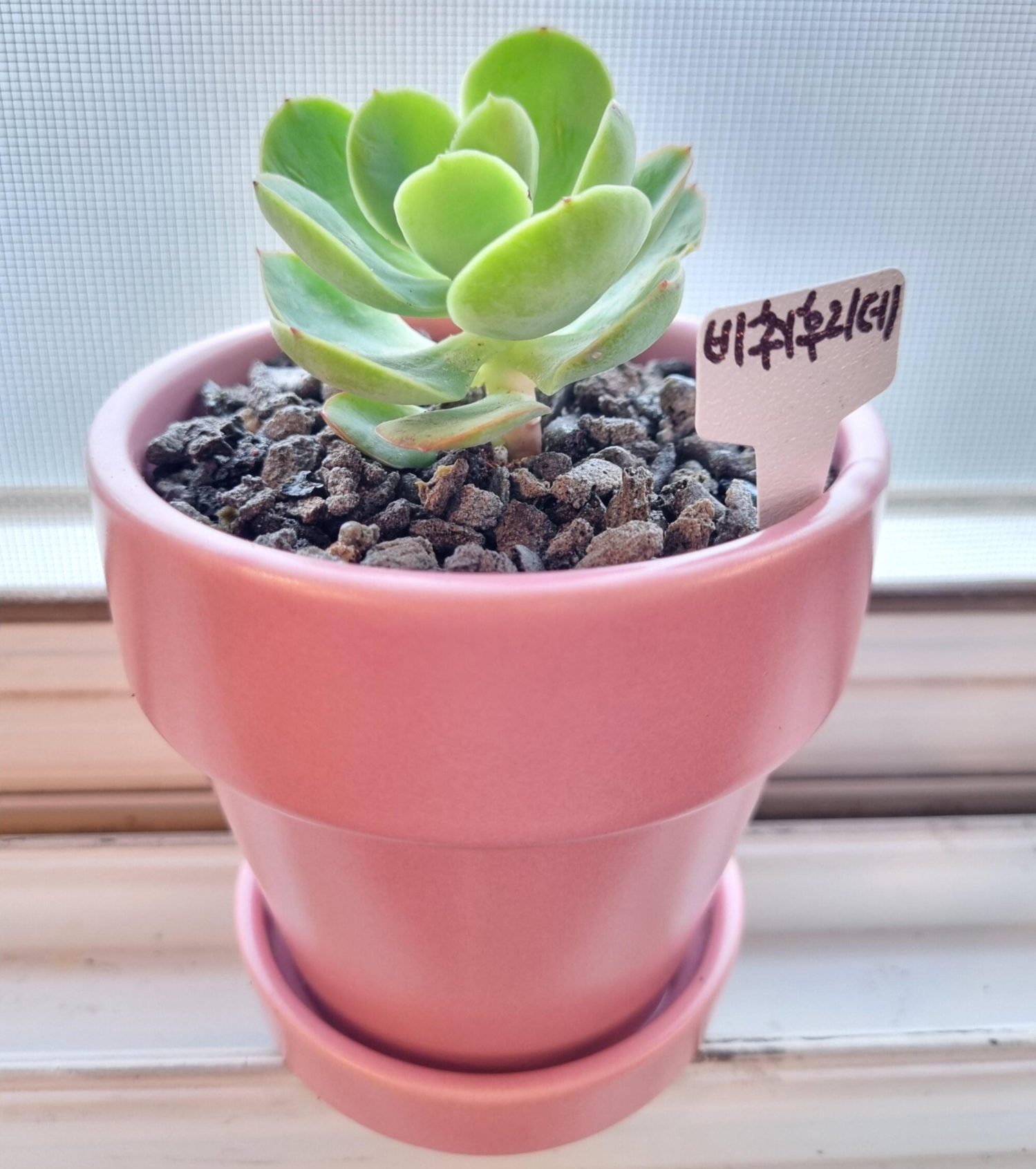 Echeveria