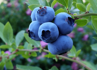 당뇨에 좋은 음식