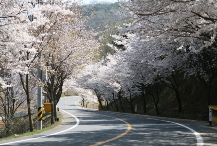 벚꽃 명소