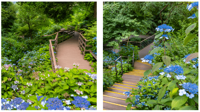 2025년 화담숲 벚꽃 사전예약 (입장료&amp;#44; 모노레일)