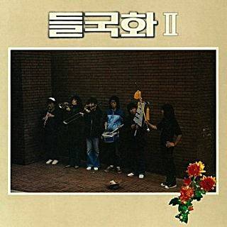 들국화