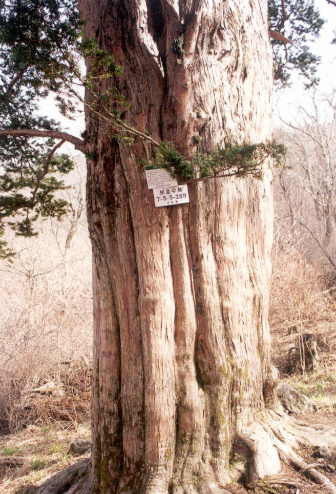 정선군 두위봉 주목(보호수)