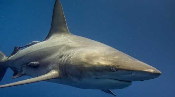 초감각의 세계 인간이 감지할 수 없는 감각을 가진 동물들