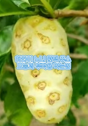 유기농-하와이-노니-원액-쥬스-효능-부작용