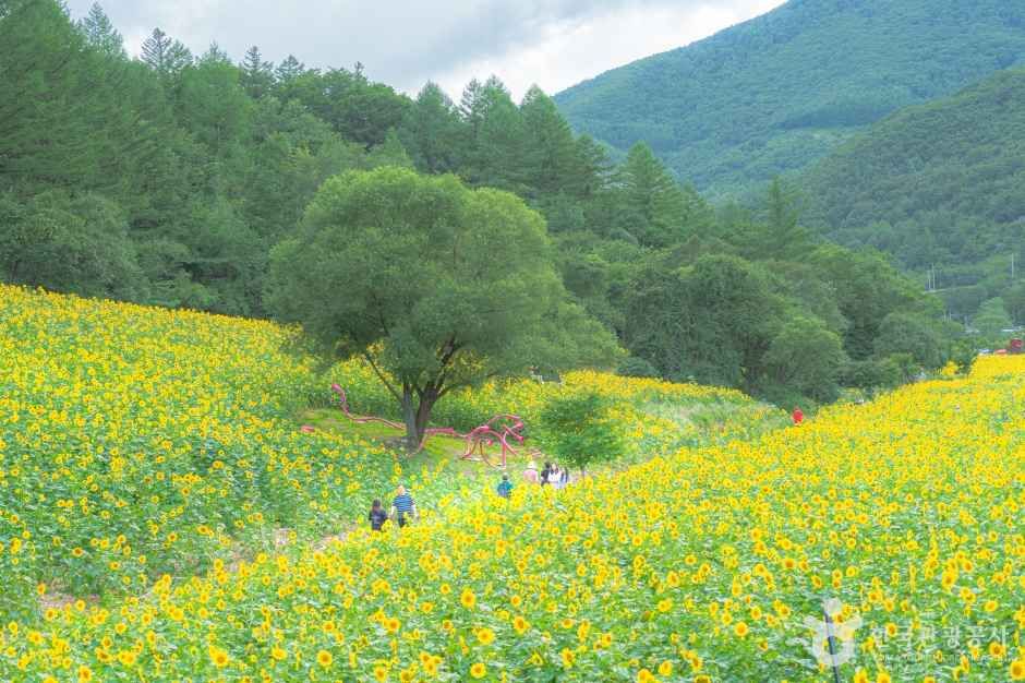 태백 구와우마을 해바라기 축제 총정리