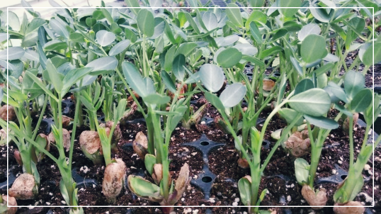 땅콩-심는-시기