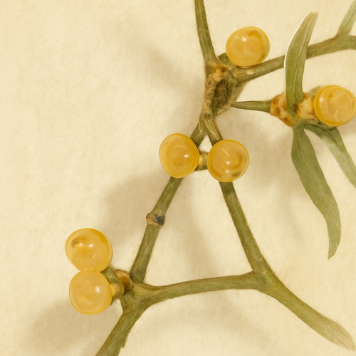 겨우살이차-부작용-주의사항