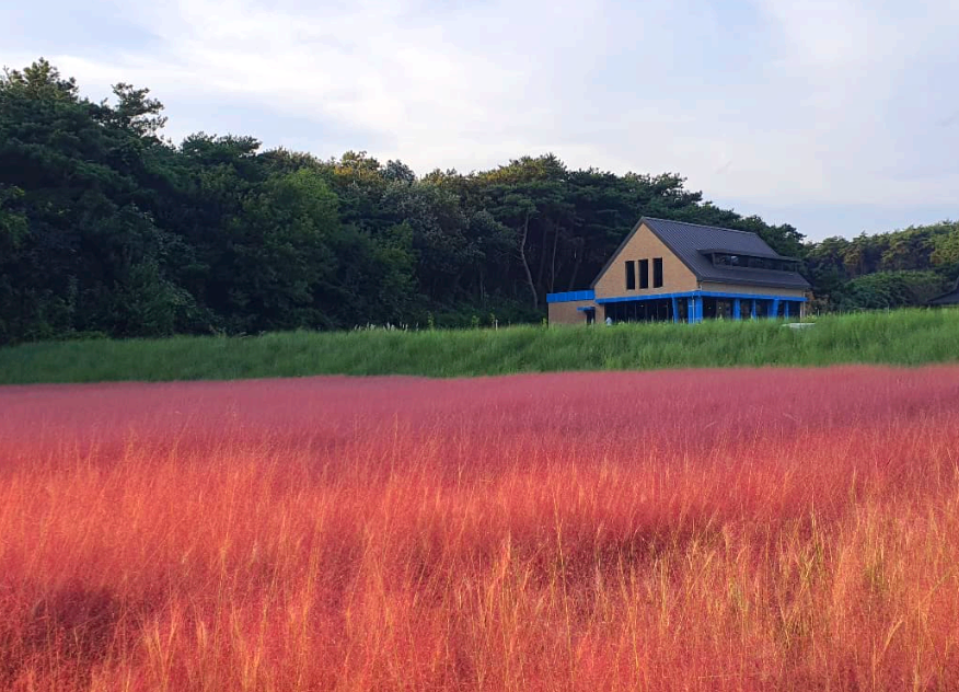 핑크뮬리와 집한채