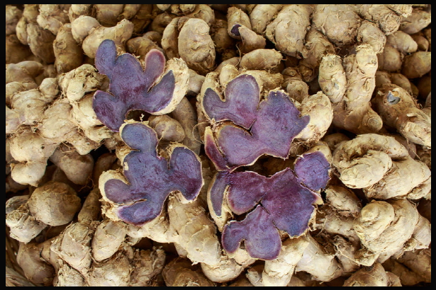 2025년 파비플로라 효능과 부작용4