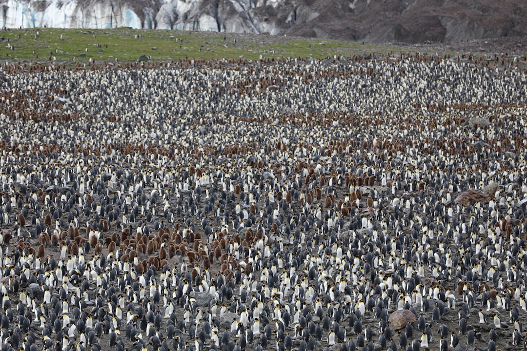 Penguin
