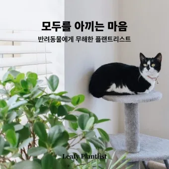 반려동물 안전 실내 식물선택 독성체크 배치높이 관리 간단 가이드_12