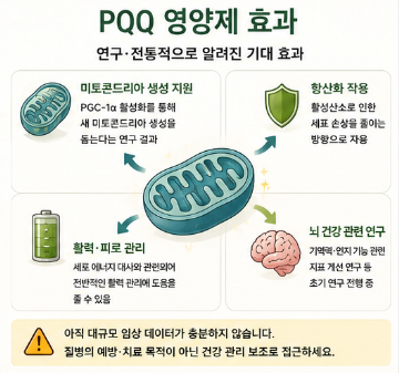 pqq영양제-효과-종류-추천-제품-뜻-부작용
