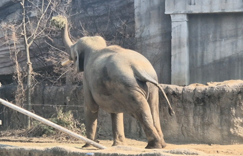 🐾 에버랜드 리버 트레일 어드벤처 솔직 후기! 도보로 걷는 신개념 사파리 체험 ✨
