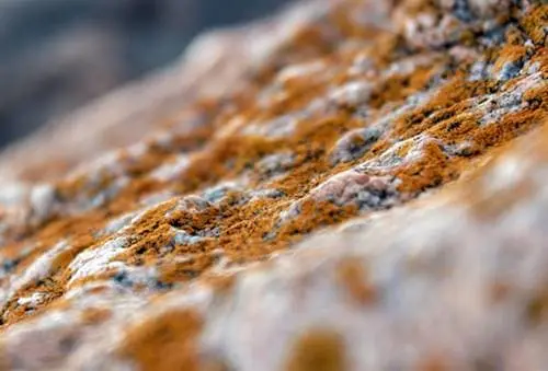 곰팡이로 인한 호흡기 질환